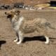 Rough Collie