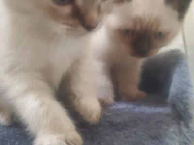 SIAMESE KITTENS – $600 (BRONX)