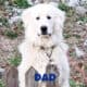 Full Blooded Great Pyrenees – Female (Crayton)