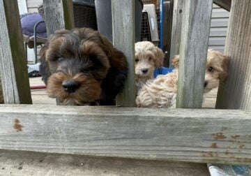 Cockapoo pups