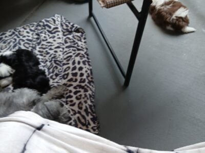 Shih Tzu Sibling Male & Female Pups