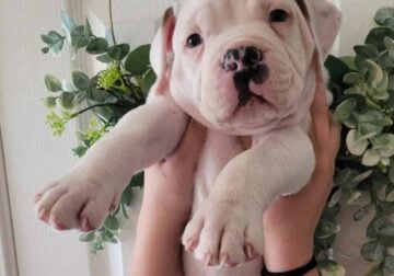 American Bulldog Puppies