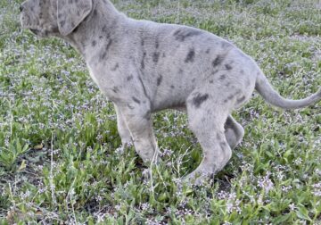 Italian Daniff pups