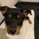 Sweet boy/ Australian cattle dog/red heeler