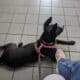 Great mid sized 10 mth old Dog