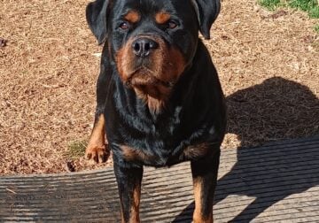 AKC Intact Male