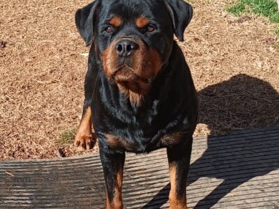 AKC Intact Male