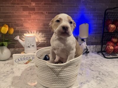 American Bully pups