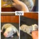 Xl American bully