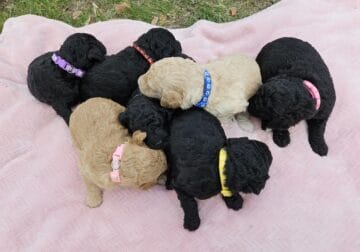 Medium-Size F1BB Bernedoodle Puppies