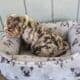 English Bulldog Lilac Tri Merle
