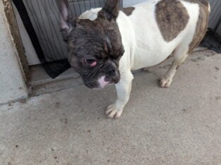 Pups in need of good home