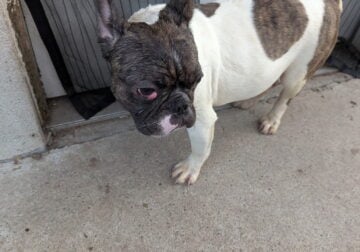 Pups in need of good home