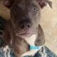 Blue nose Pitbull puppies looking for forever home