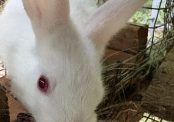 Pet rabbits/bunnies for sale