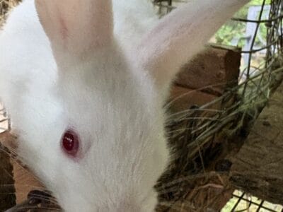 Pet rabbits/bunnies for sale