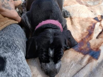 Puppies for sale GSP German Shorthaired Pointers