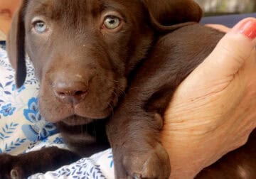 Chocolate Lab