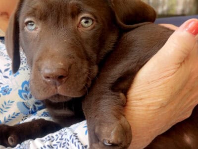 Chocolate Lab