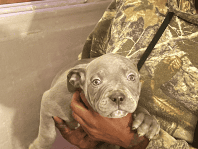 Rehoming blue nose mix with red nose 8 weeks