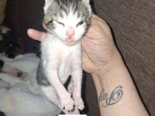 Kitten for adoption