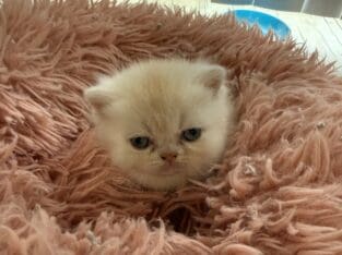 Exotic male shorthair