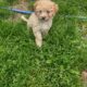 Maltipoo puppies