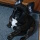 YAHanah – 6 mo Fluffy Frenchie