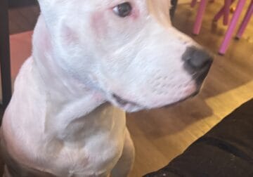 All White Bully/staffy Female 6 months
