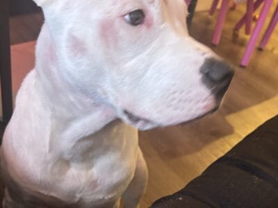 All White Bully/staffy Female 6 months