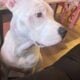 All White Bully/staffy Female 6 months
