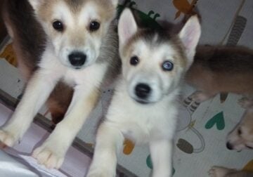 Husky German Shepherd Mix Puppies