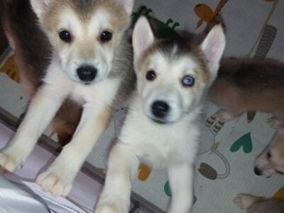 Husky German Shepherd Mix Puppies