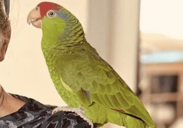Friendly Talking Parrot Pair for Sale