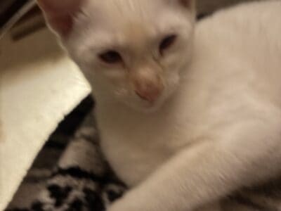 Siamese Flame point