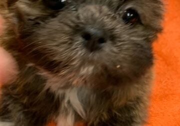 shihtzu