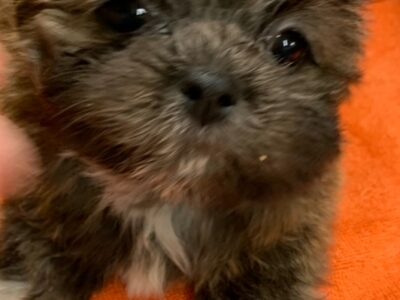 shihtzu