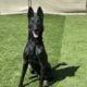Belgian Malinois – Protection Trained Needs A New