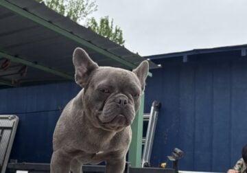 AKC Fluffy carrier frenchie