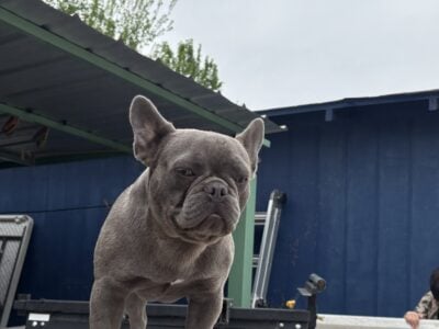 AKC Fluffy carrier frenchie