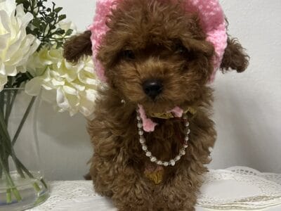 Toy Poodle Puppy for Sale