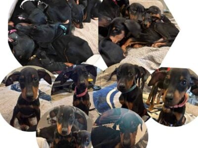 Purebred Doberman Puppies