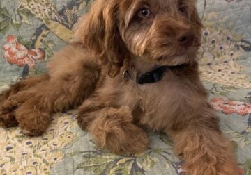 Buddrick, Bud, Buddy, 9 month Cockapoo Puppy