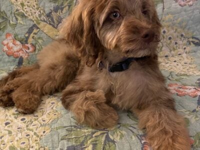 Buddrick, Bud, Buddy, 9 month Cockapoo Puppy
