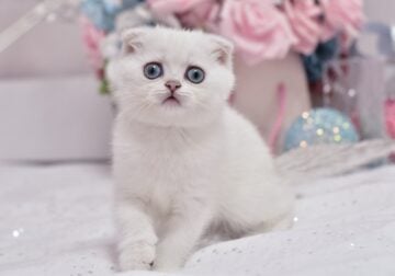 Zephir Scottish Fold male, black silver shaded poi