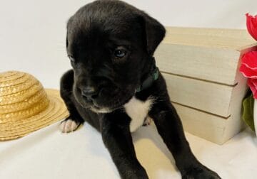 Cane Corso/ Bullmastiff Male Puppy- Dk Green
