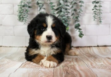 Honey – AKC Bernese Mountain Dog Puppy