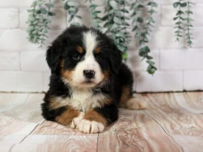 Honey – AKC Bernese Mountain Dog Puppy