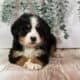 Honey – AKC Bernese Mountain Dog Puppy