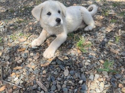 German shepherd/Great Pyrenees puppies